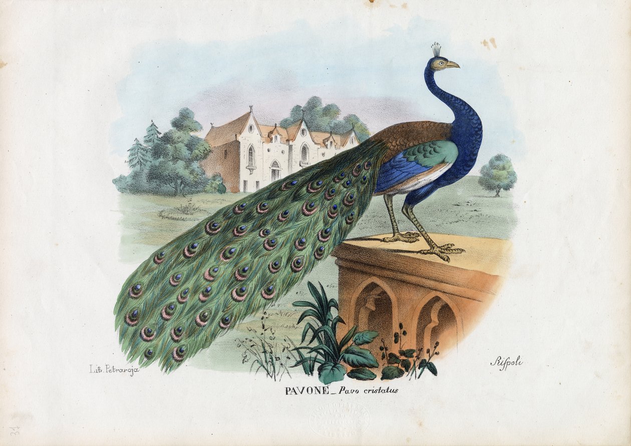 Indisk påfågel, 1863-79 av Raimundo Petraroja