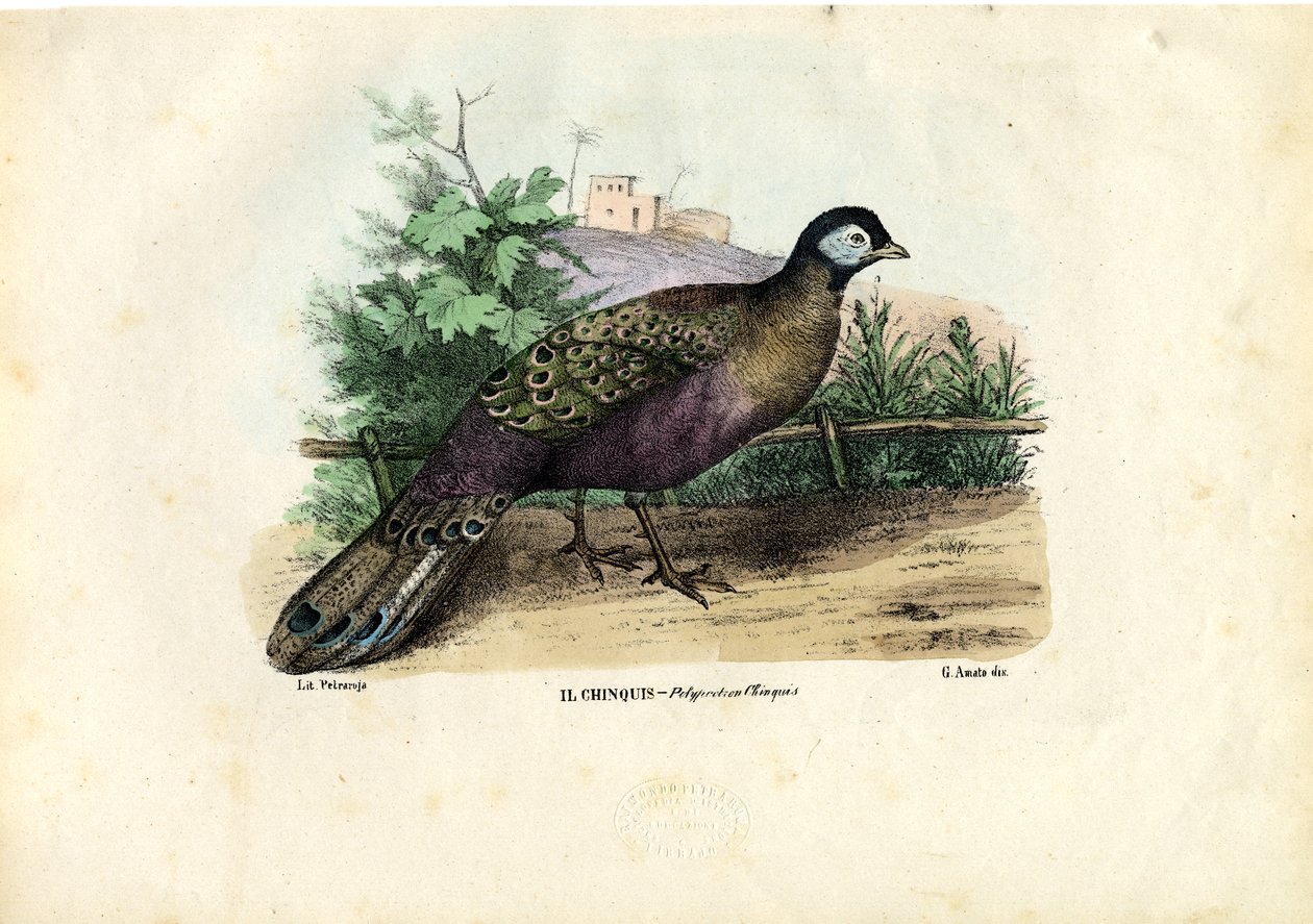 Indisk påfågel, 1863-79 av Raimundo Petraroja