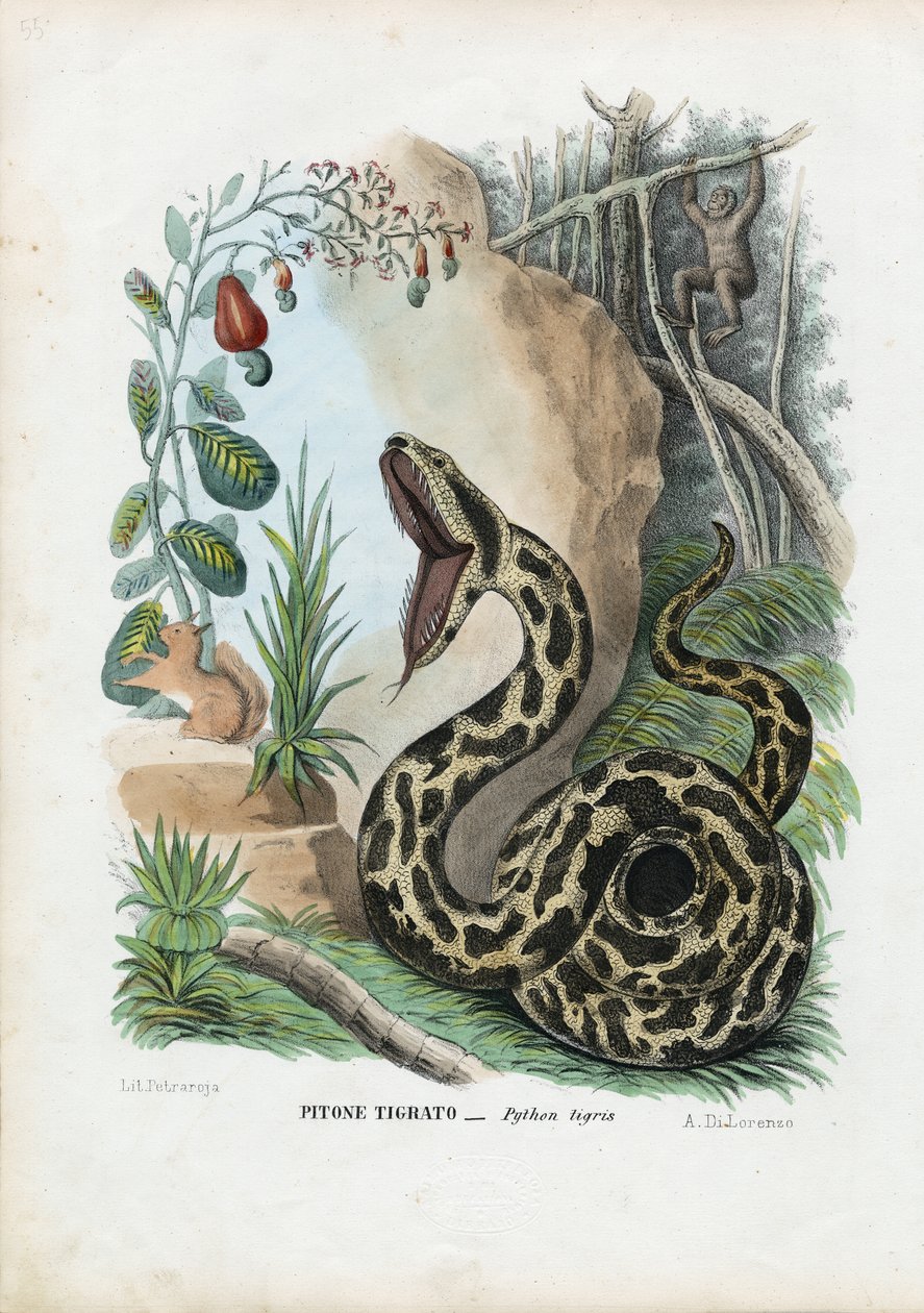 Indian Python, 1863-79 av Raimundo Petraroja