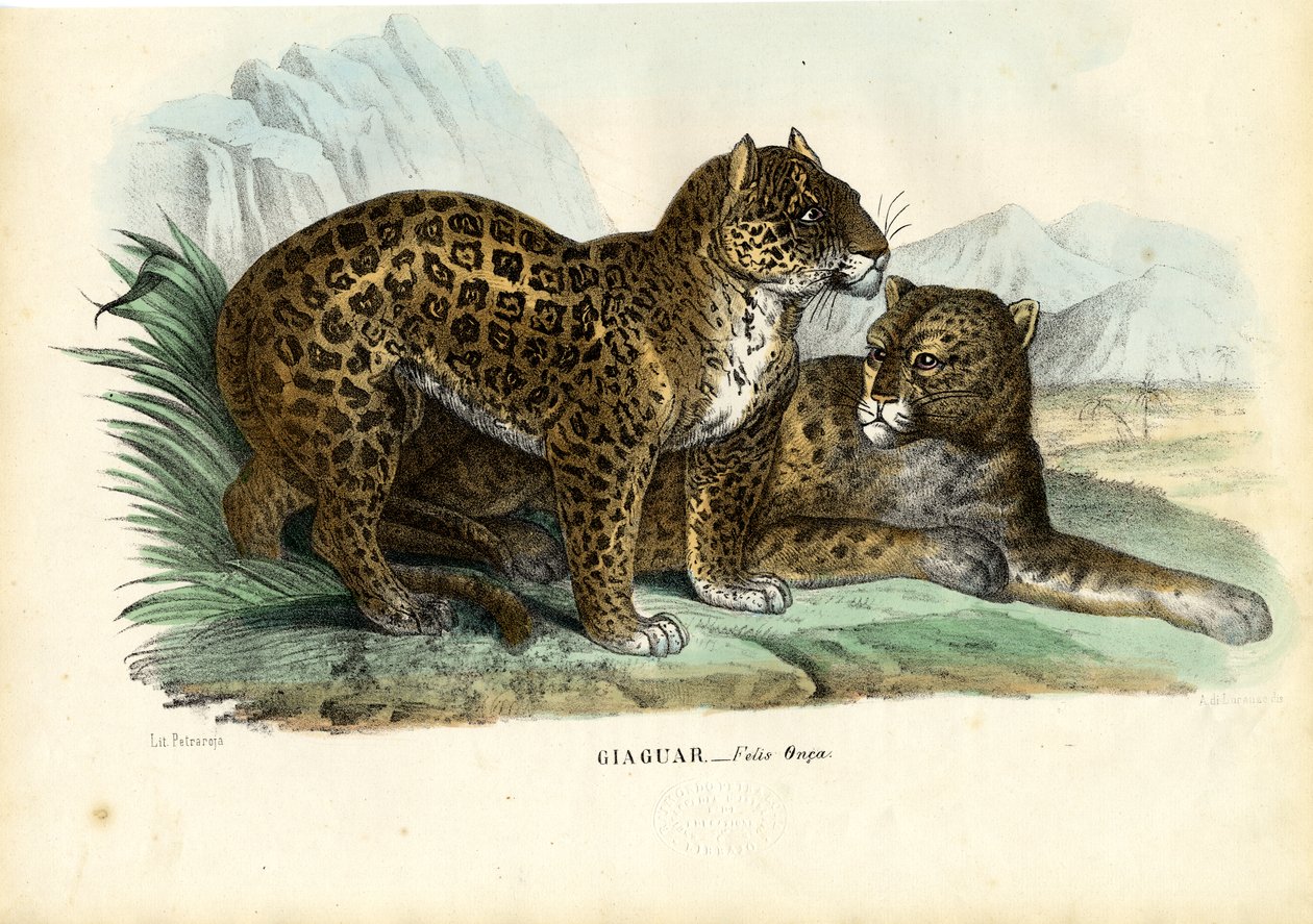 Jaguar, 1863-79 av Raimundo Petraroja
