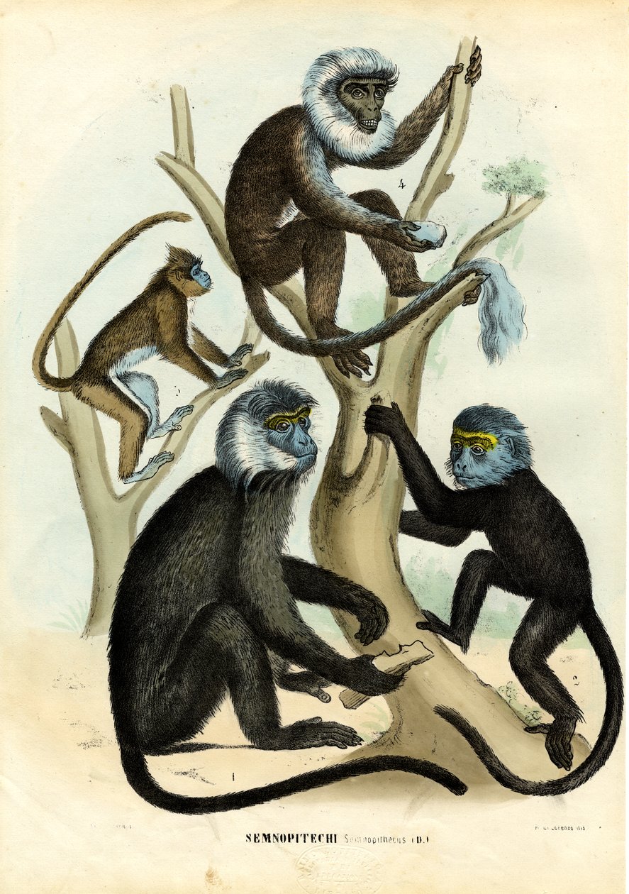 Langurs, 1863-79 av Raimundo Petraroja