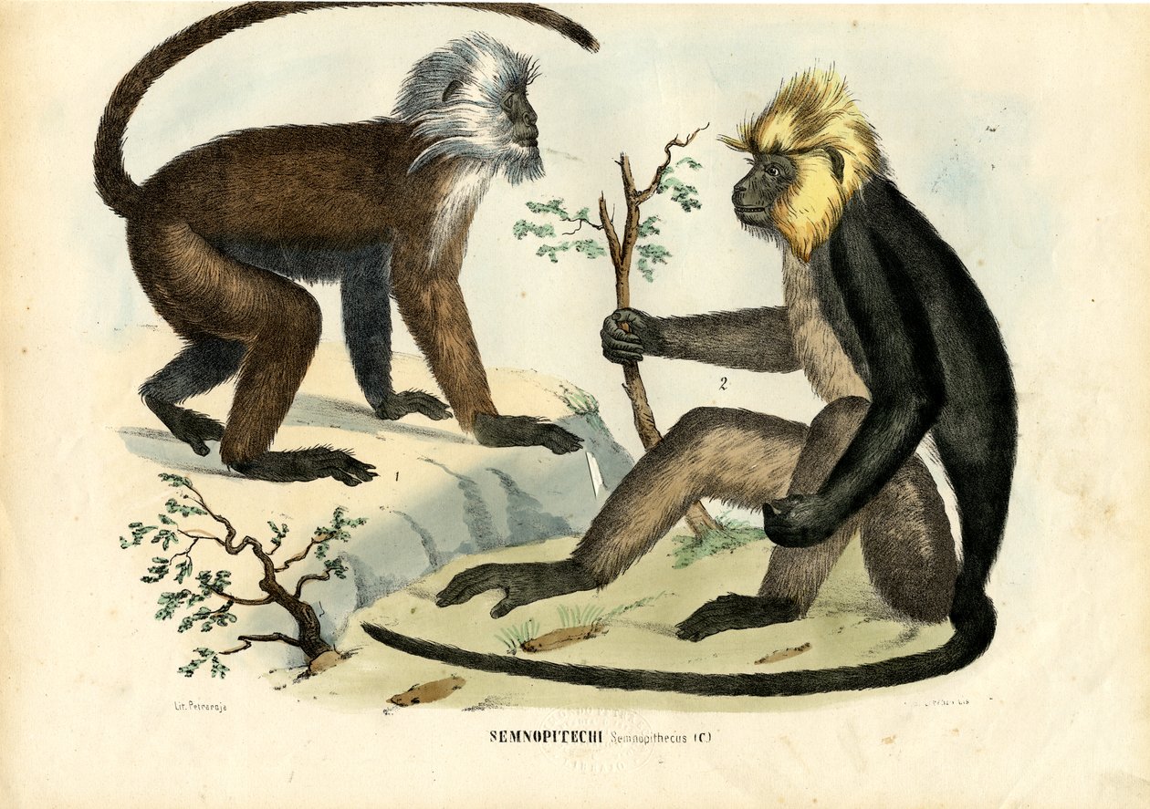 Langurer, 1863-79 av Raimundo Petraroja