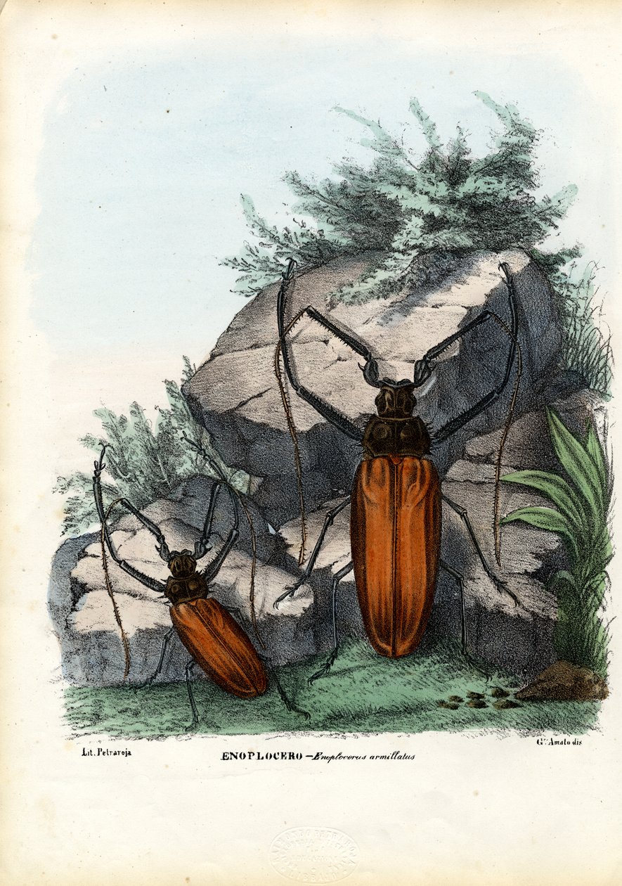 Longhorn Beetle, 1863-79 av Raimundo Petraroja