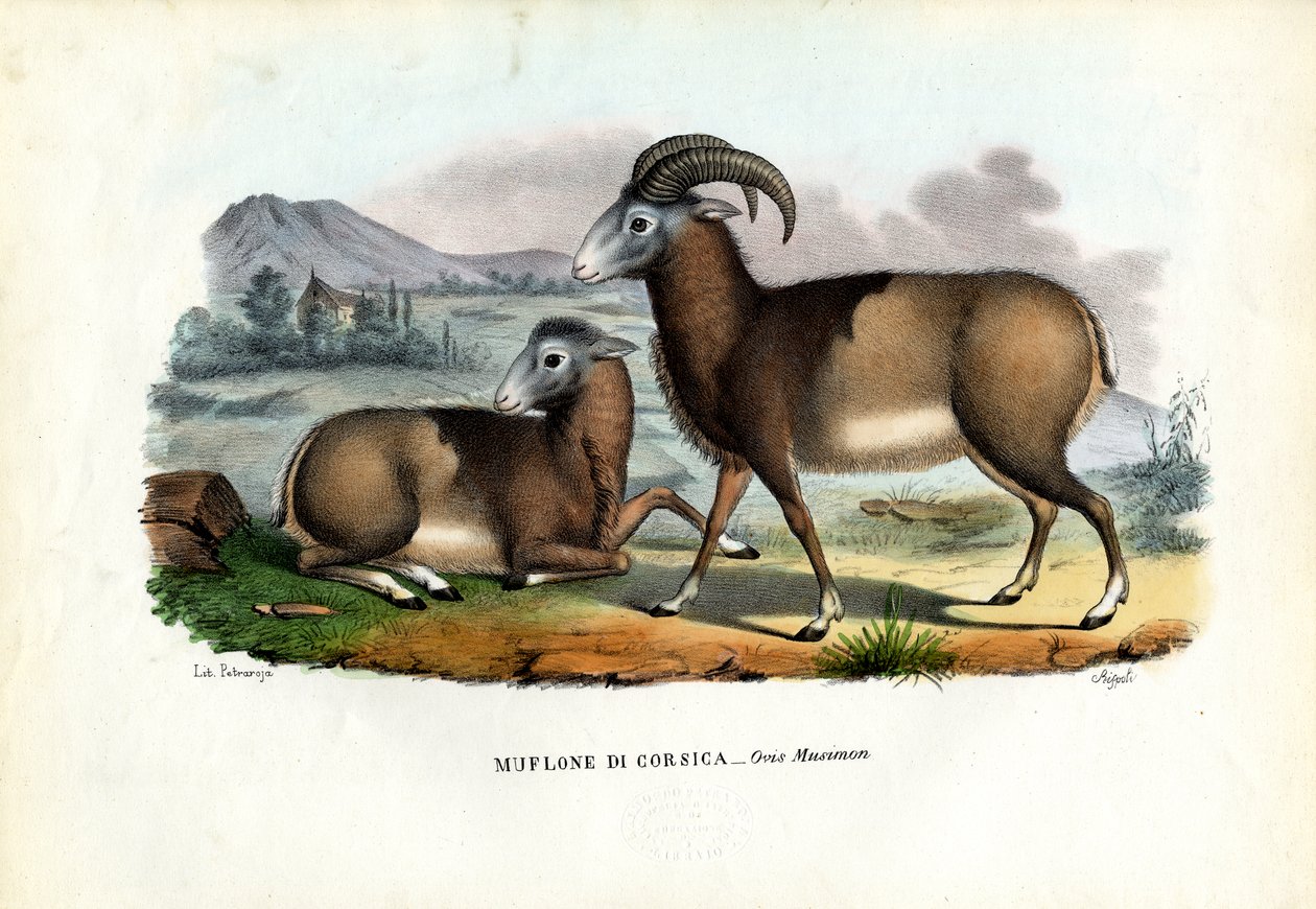 Mouflon, 1863-79 av Raimundo Petraroja