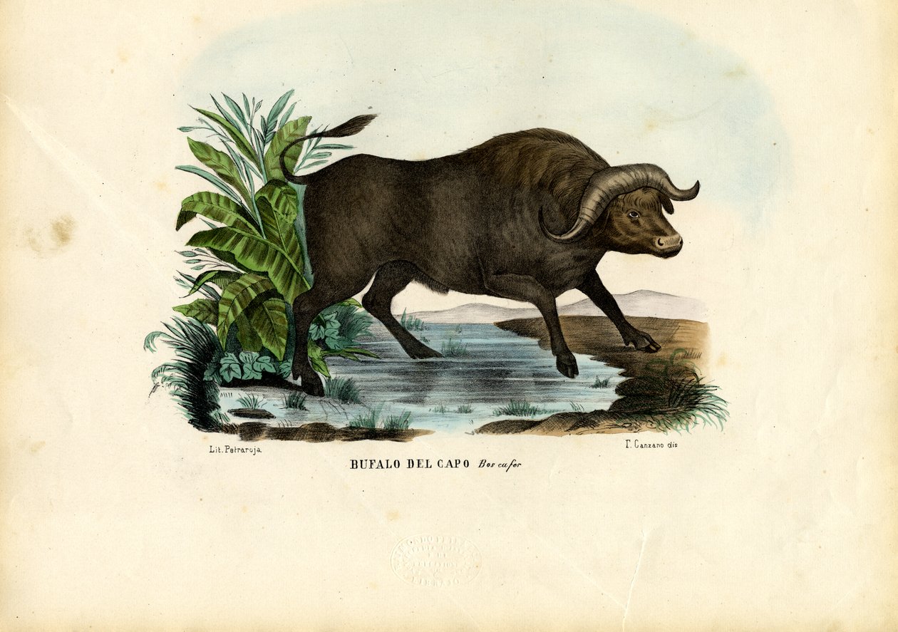 Myskoxe, 1863-79 av Raimundo Petraroja