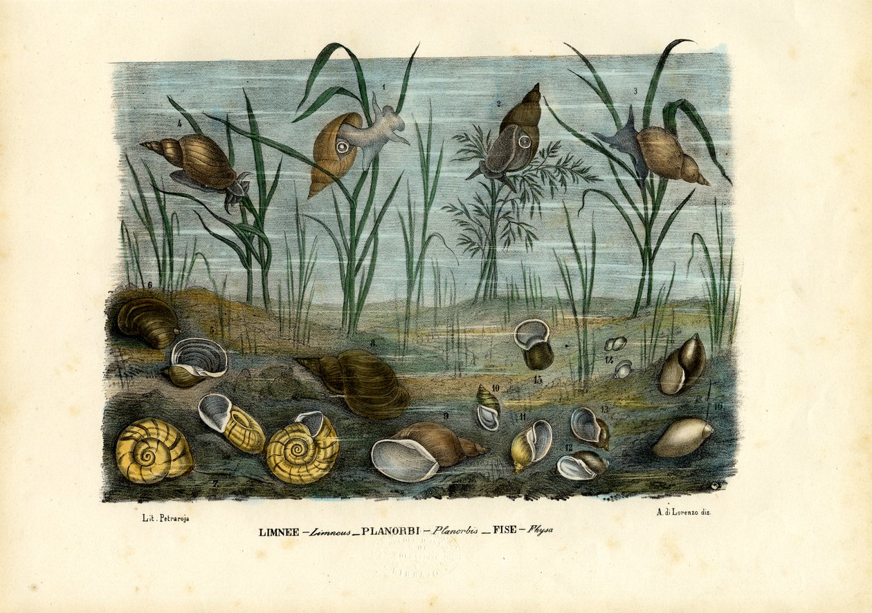 Musslor, 1863-79 av Raimundo Petraroja
