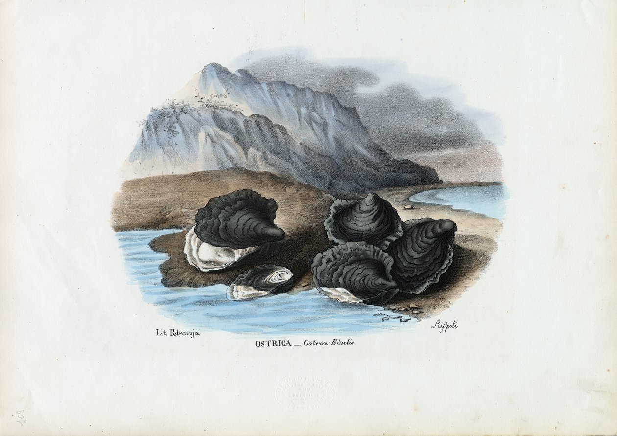Musslor, 1863-79 av Raimundo Petraroja