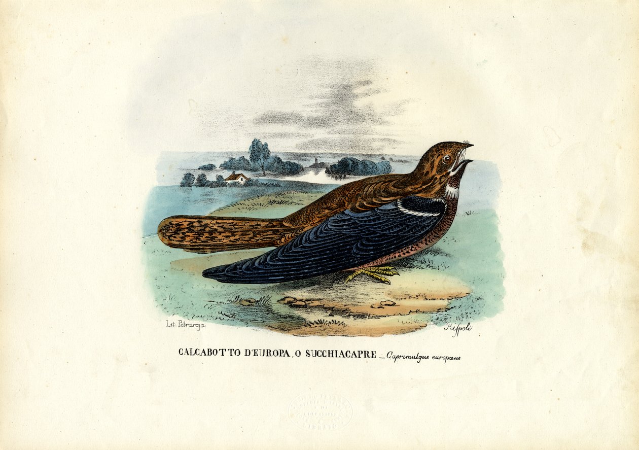 Nightjar, 1863-79 av Raimundo Petraroja
