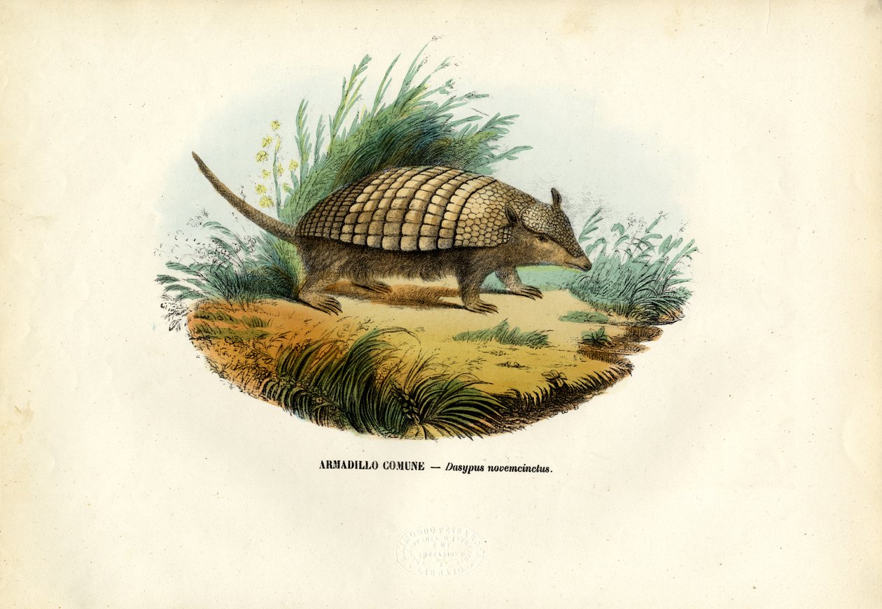 Nine-Banded Armadillo, 1863-79 swed av Raimundo Petraroja