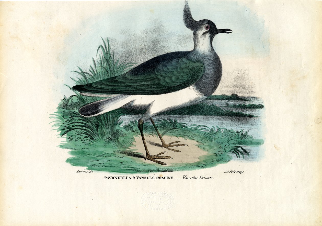 Norrländsk kungsfågel, 1863-79 av Raimundo Petraroja