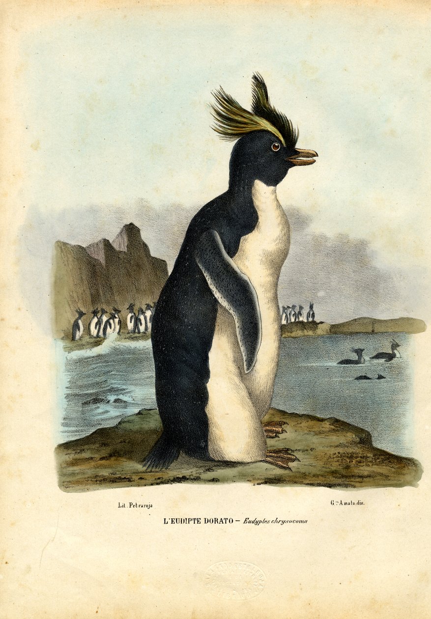 Norra klipphuggarpingvinen, 1863-79 av Raimundo Petraroja