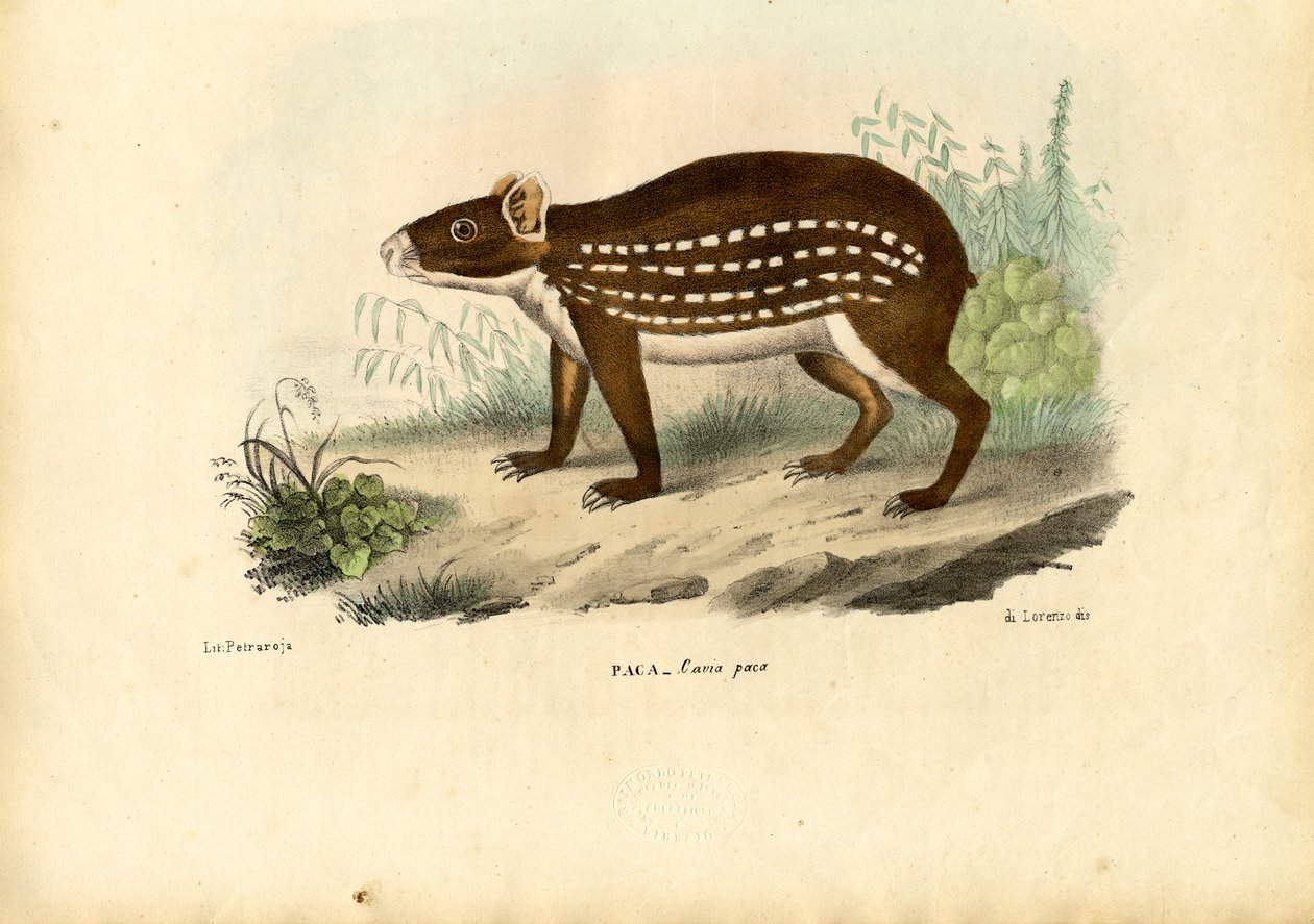 Paca, 1863-79 av Raimundo Petraroja