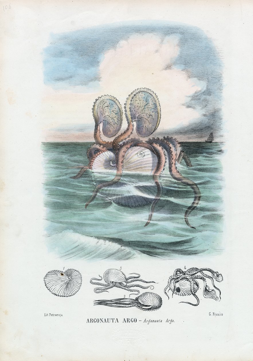 Papper Nautilus, 1863-79 av Raimundo Petraroja