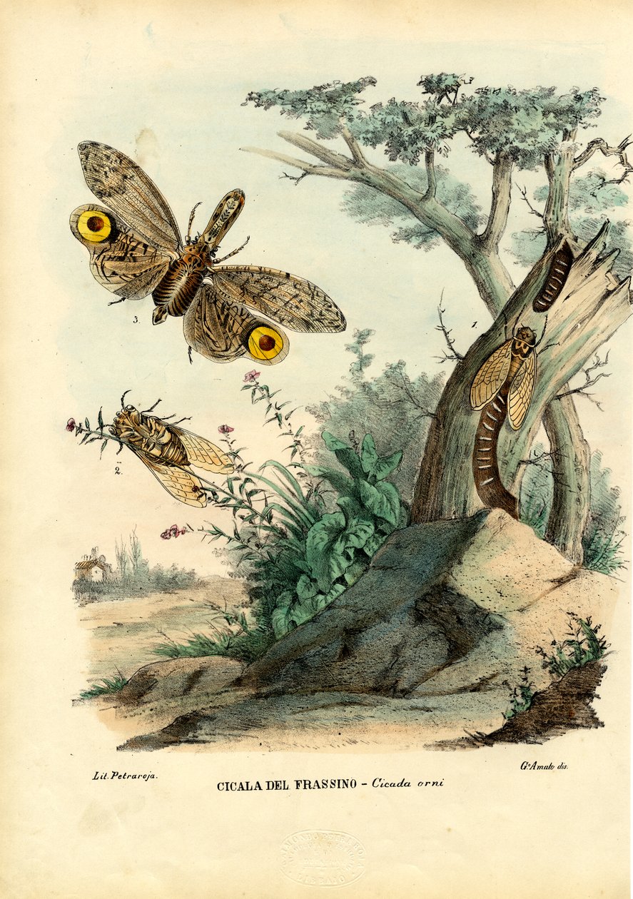 Jordnötshuvudbugg, 1863-79 av Raimundo Petraroja