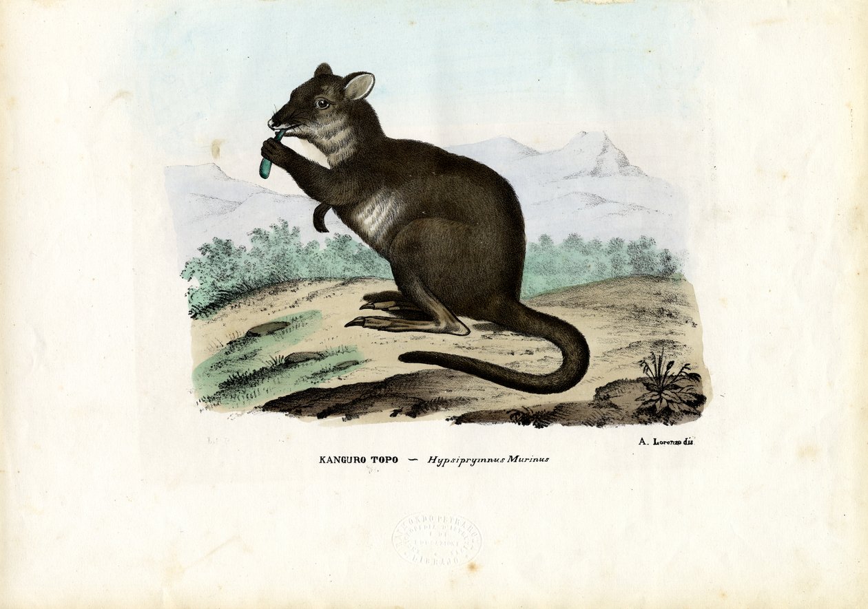 Potoroo, 1863-79 av Raimundo Petraroja