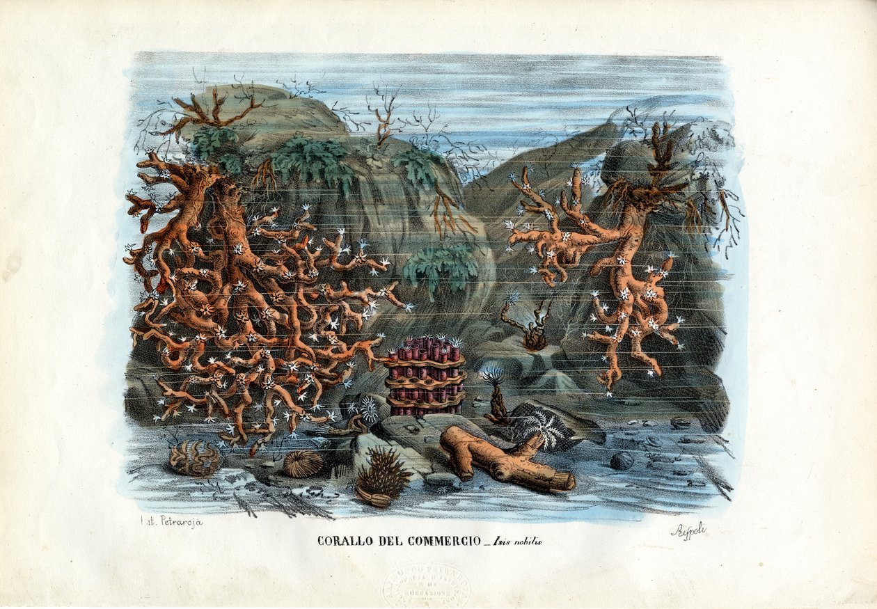 Röda Isis-koraller, 1863-79 av Raimundo Petraroja