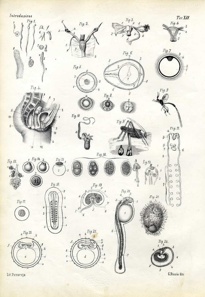 Fortplantningsorgan, 1863-79 av Raimundo Petraroja
