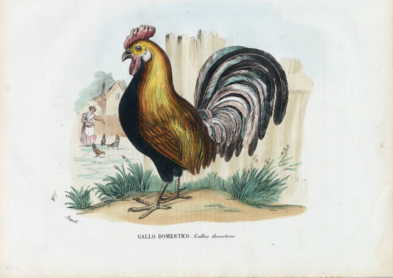 Tupp, 1863-79 av Raimundo Petraroja