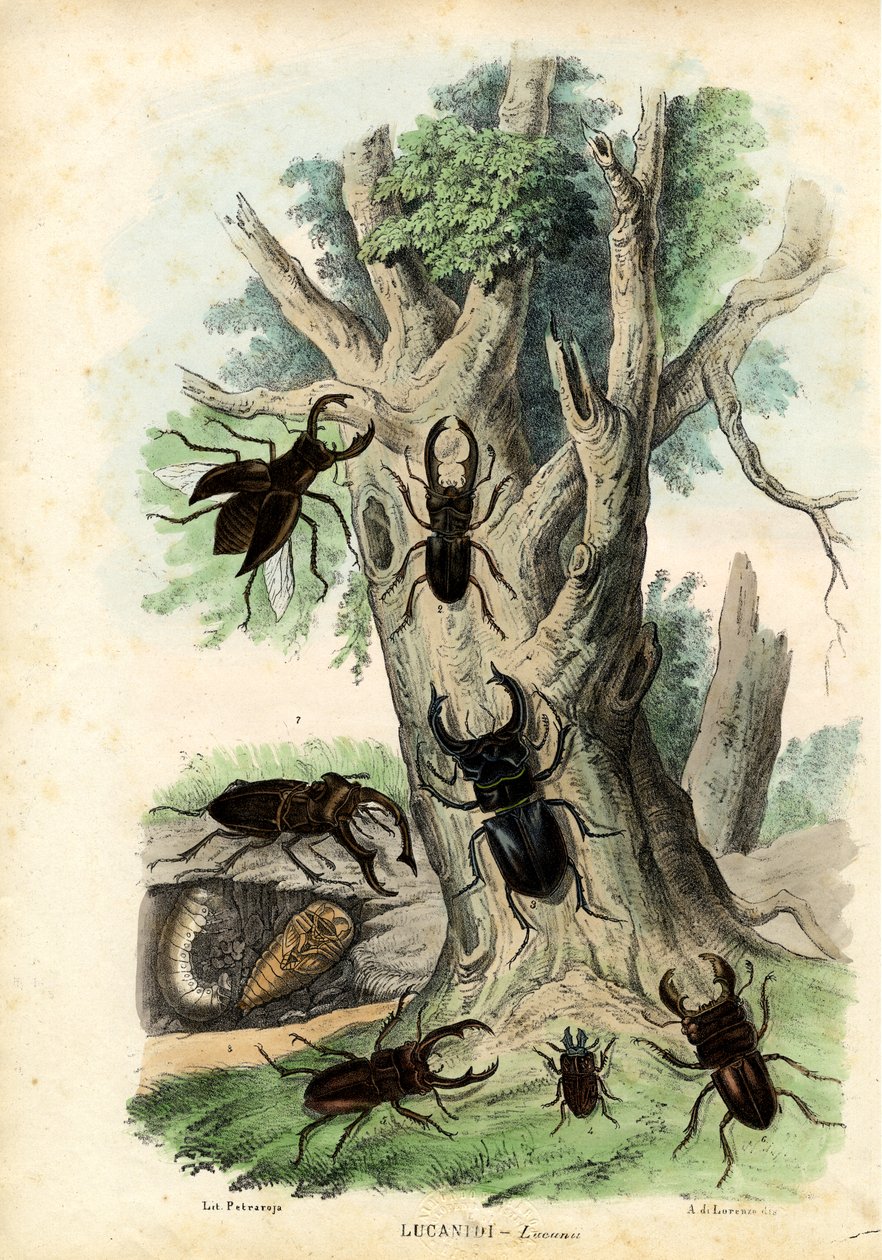Scarab skalbaggar, 1863-79 av Raimundo Petraroja