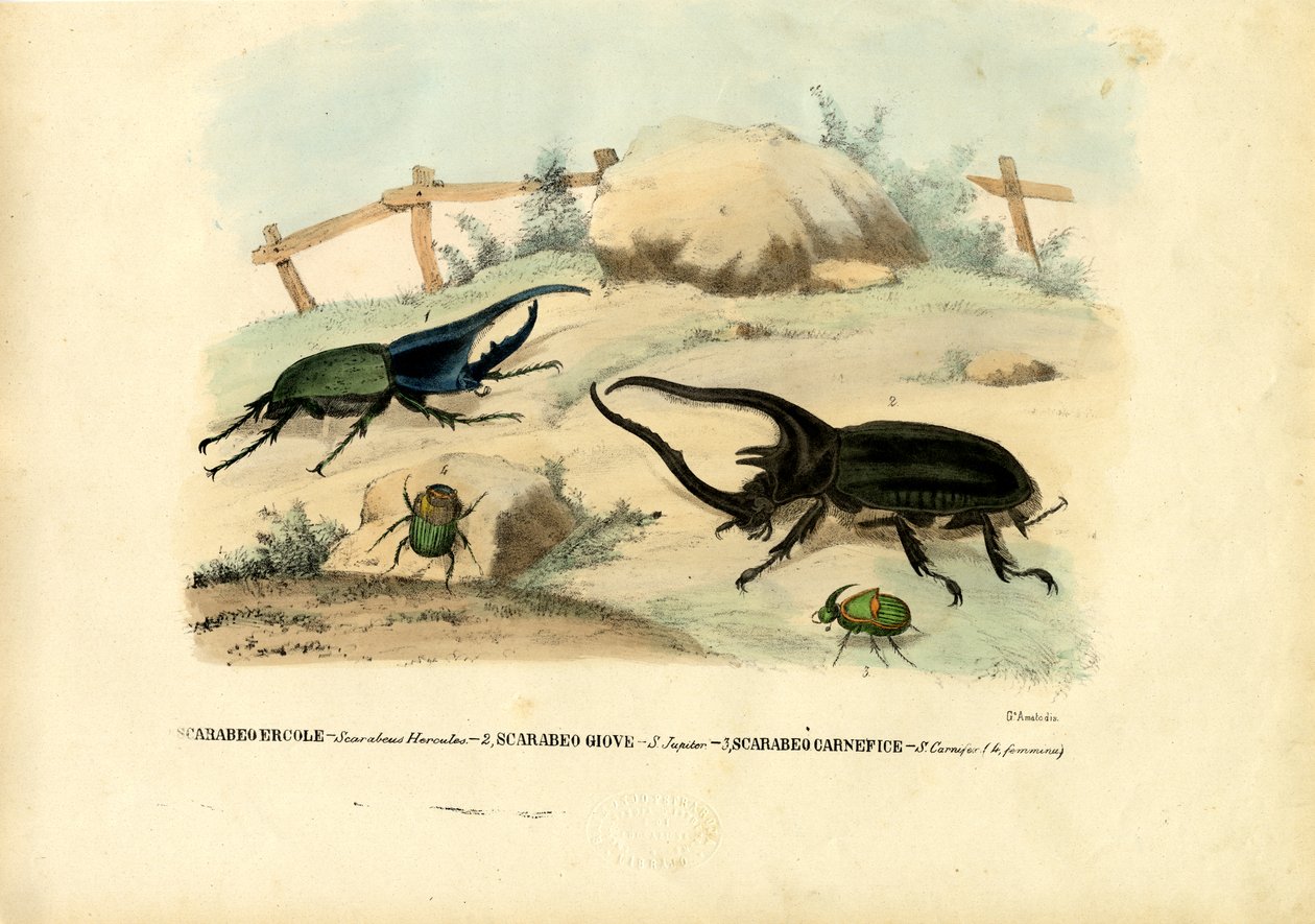 Skarabéer, 1863-79 av Raimundo Petraroja
