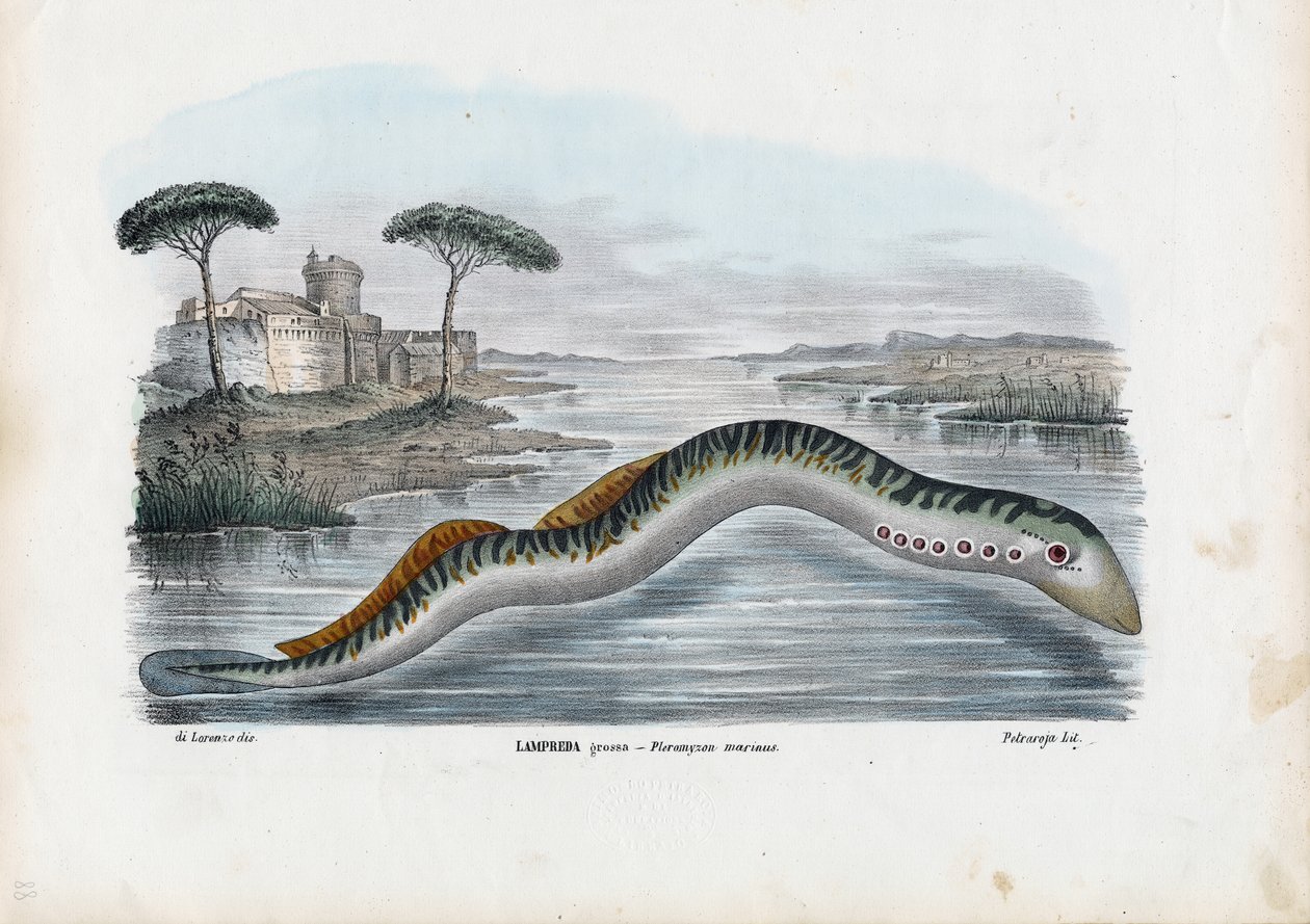 Sea Lamprey, 1863-79 av Raimundo Petraroja