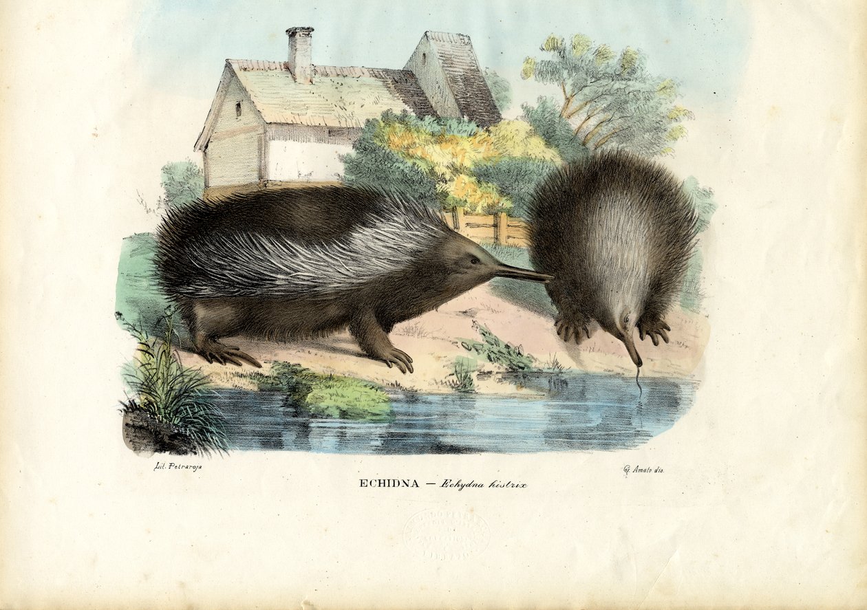 Kortnäbbad Echidna, 1863-79 av Raimundo Petraroja