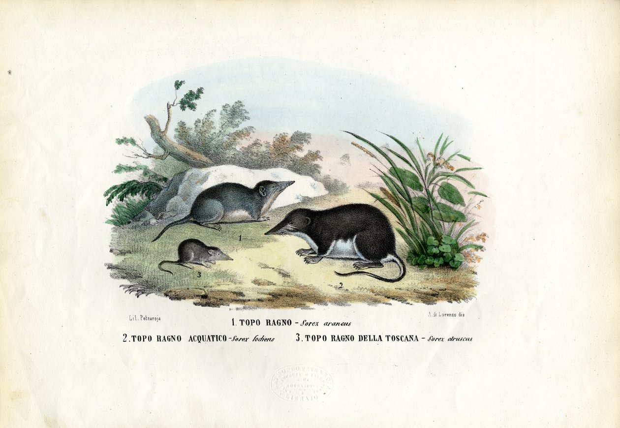 Shrew, 1863-79 av Raimundo Petraroja