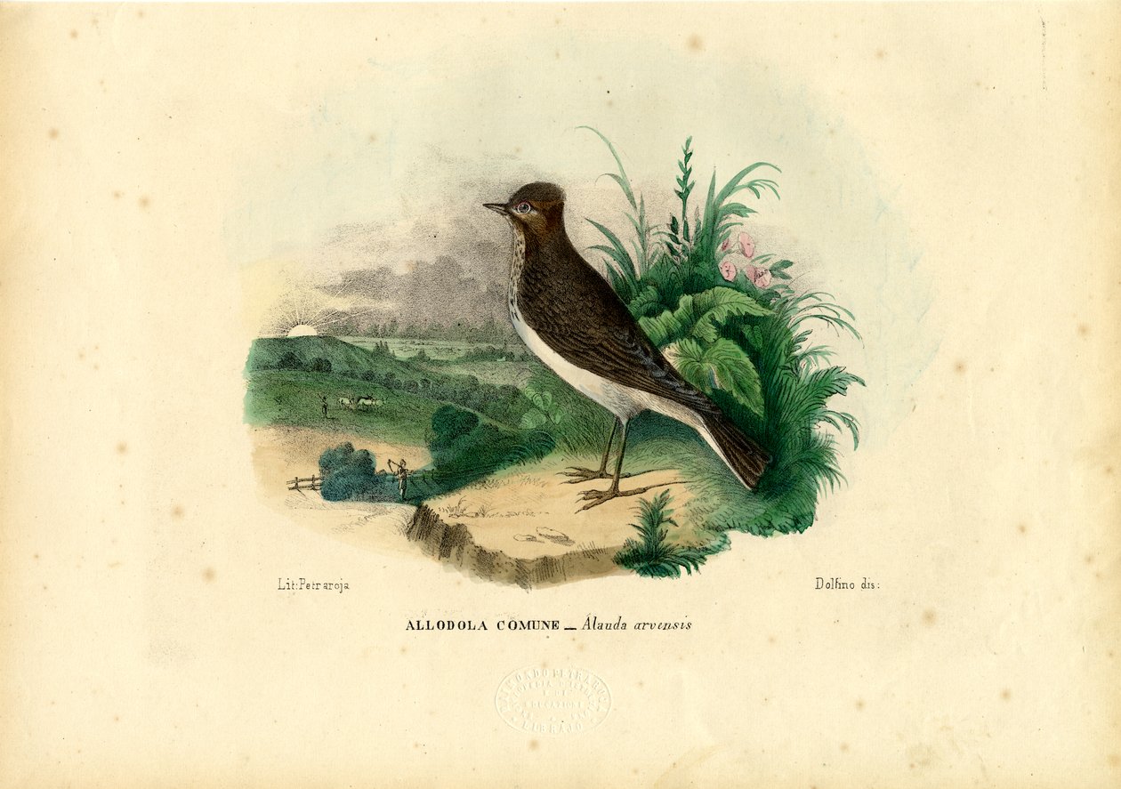 Skylärka, 1863-79 av Raimundo Petraroja