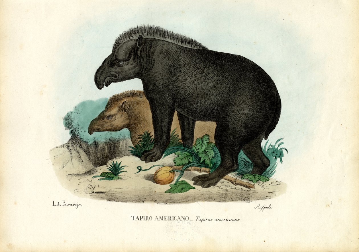 Sydamerikansk Tapir, 1863-79 av Raimundo Petraroja