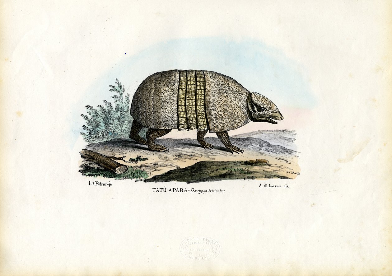 Södra trebandade bältdjuret, 1863-79 av Raimundo Petraroja