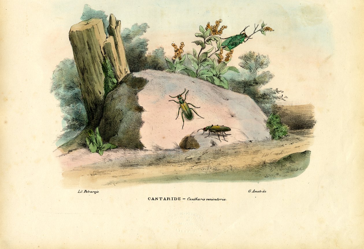 Spanska flugan, 1863-79 av Raimundo Petraroja