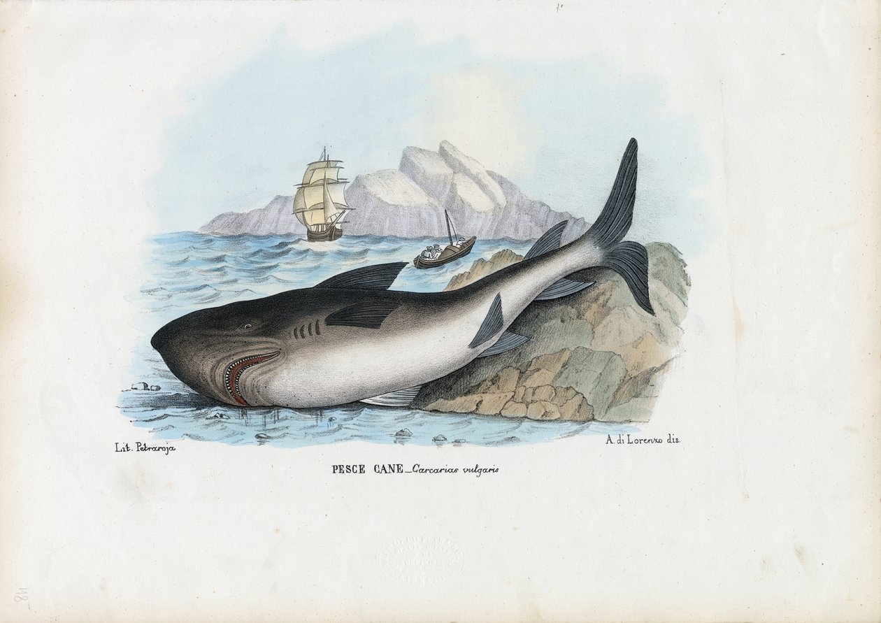 Pigghaj, 1863-79 av Raimundo Petraroja