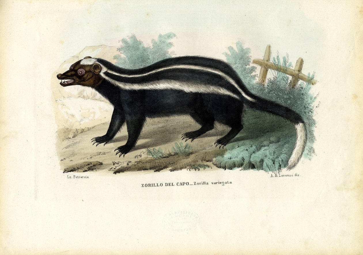 Randig polecat, 1863-79 av Raimundo Petraroja