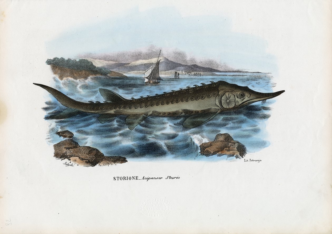 Stör, 1863-79 av Raimundo Petraroja
