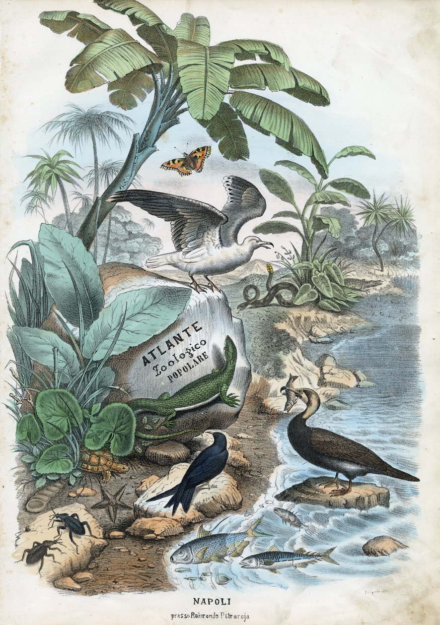 Titelblad, 1863-79 av Raimundo Petraroja