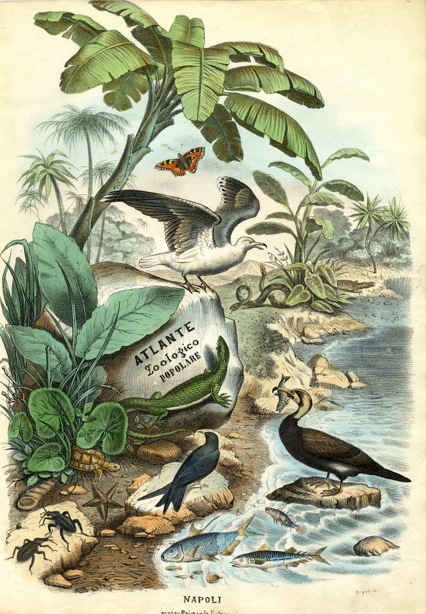 Titelblad, 1863-79 av Raimundo Petraroja