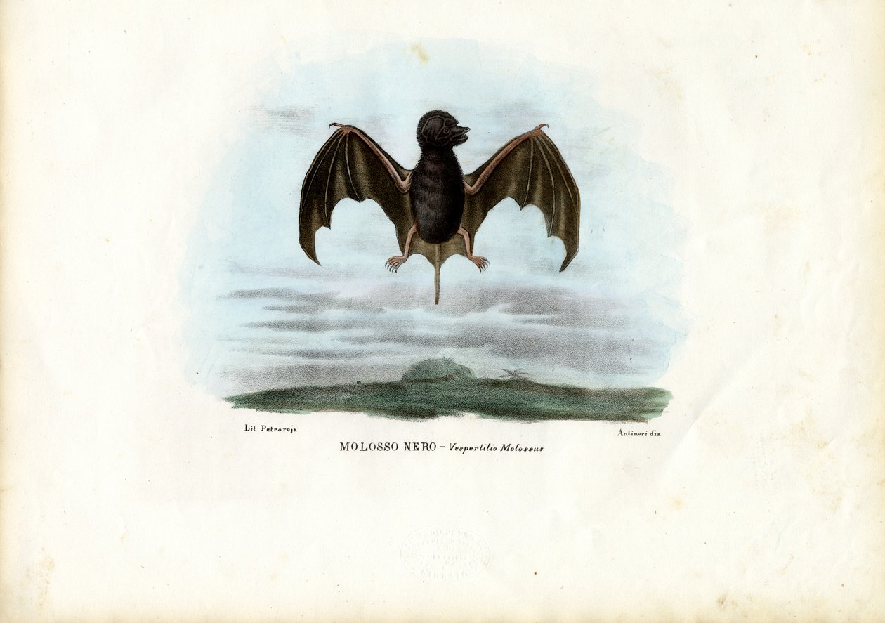 Fladdermus med fri stjärt, 1863-79 av Raimundo Petraroja