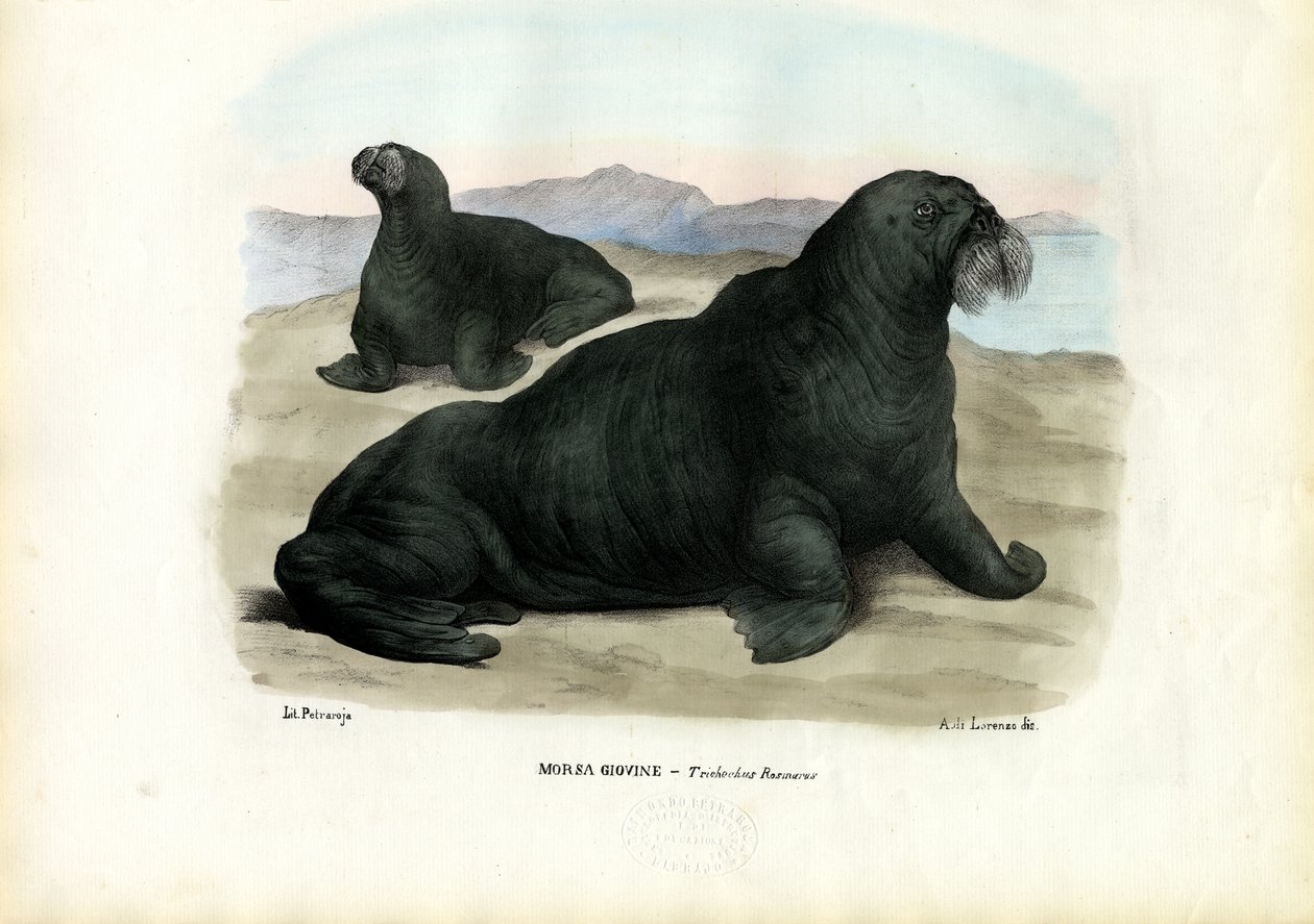 Valross, 1863-79 av Raimundo Petraroja