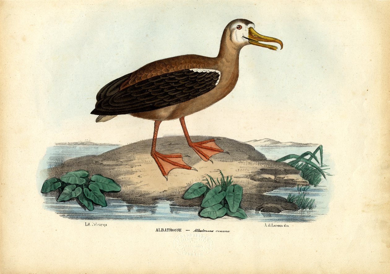 Vandrande albatross, 1863-79 av Raimundo Petraroja