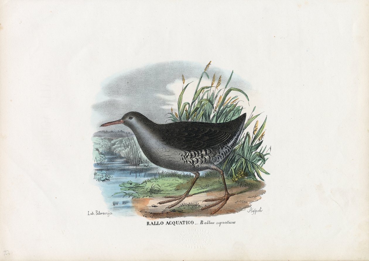 Vattenspår, 1863-79 av Raimundo Petraroja