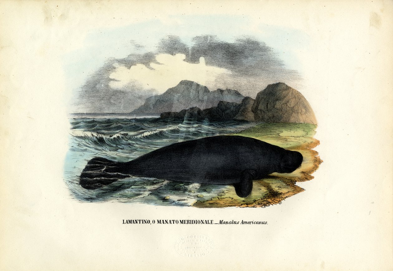 Västindisk manatee, 1863-79 av Raimundo Petraroja