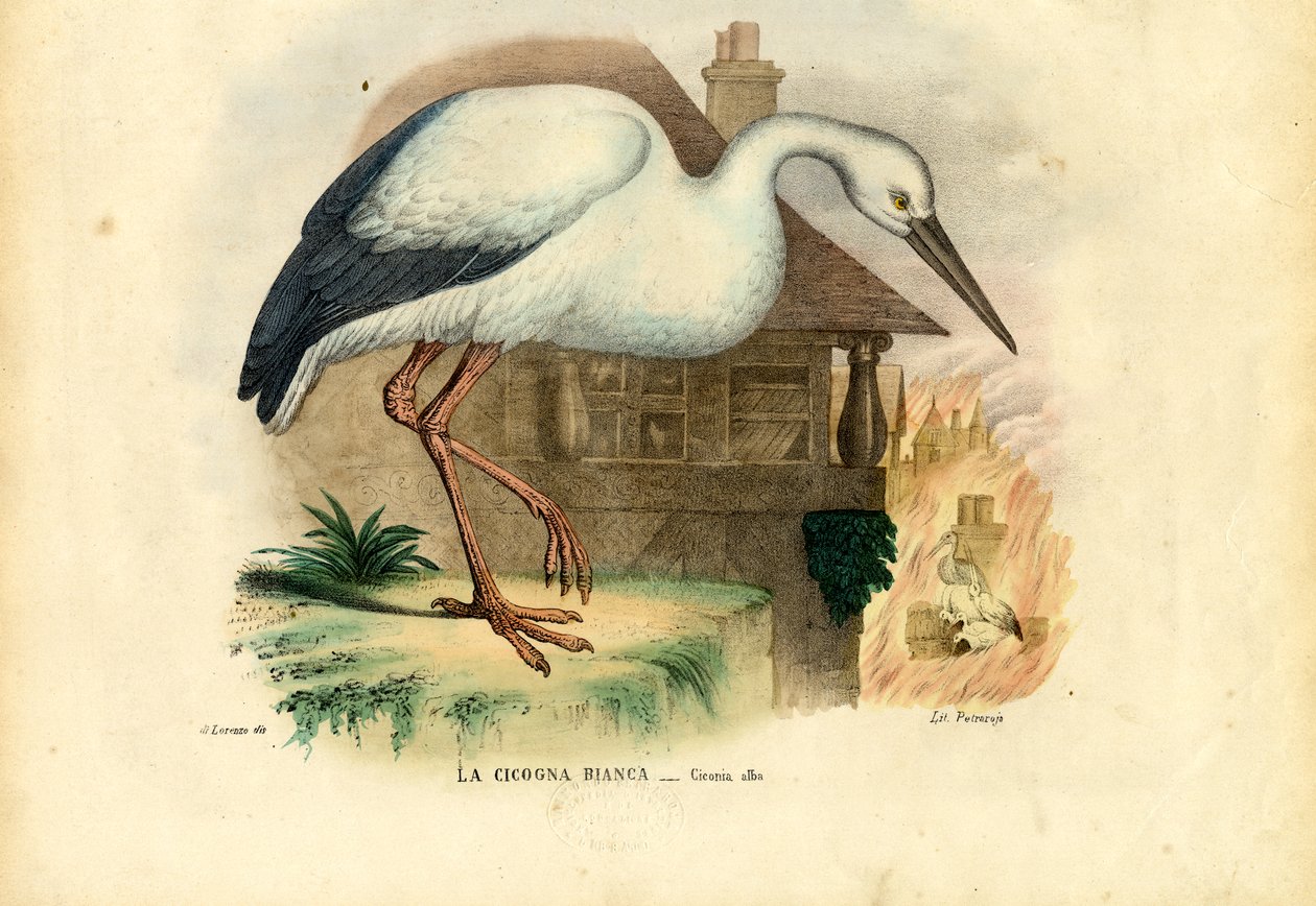 Vit stork, 1863-79 av Raimundo Petraroja