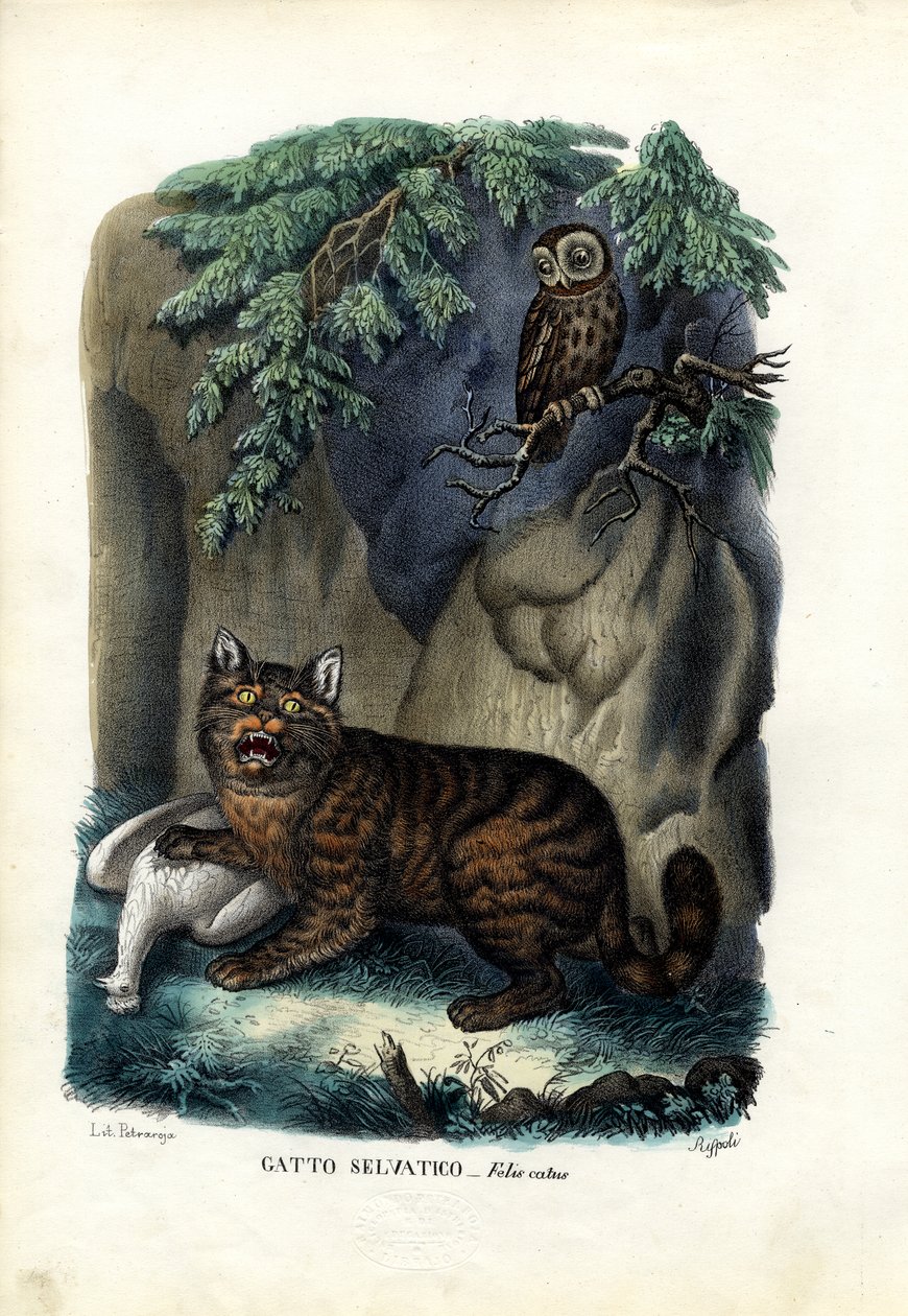 Wildcat, 1863-79 av Raimundo Petraroja