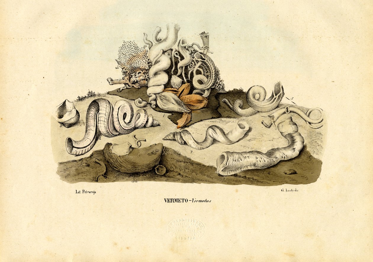 Ormsniglar, 1863-79 av Raimundo Petraroja