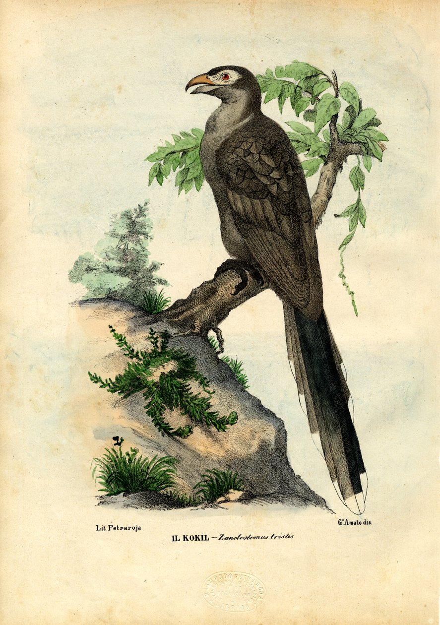 Gulnäbbgök, 1863-79 av Raimundo Petraroja