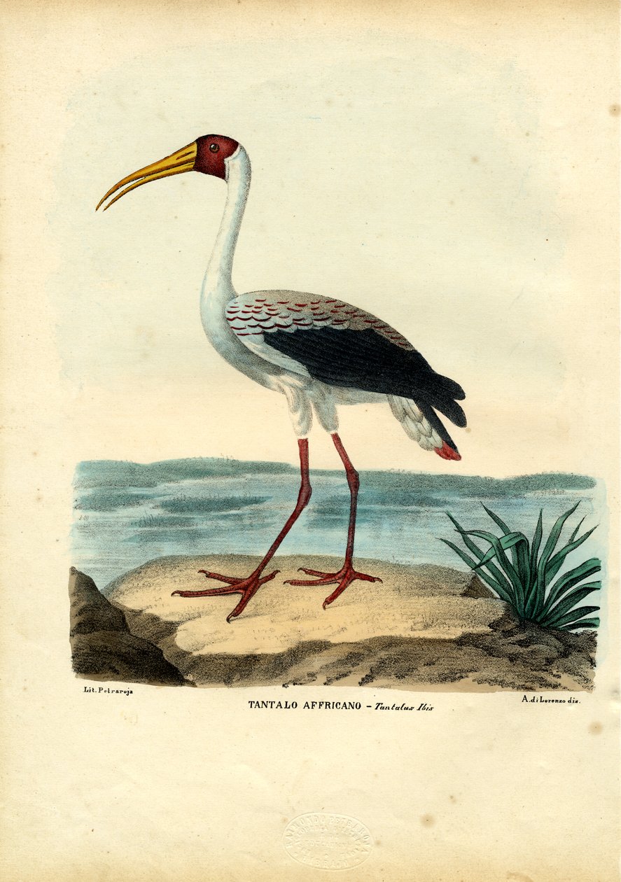 Gulnäbbad stork, 1863-79 av Raimundo Petraroja
