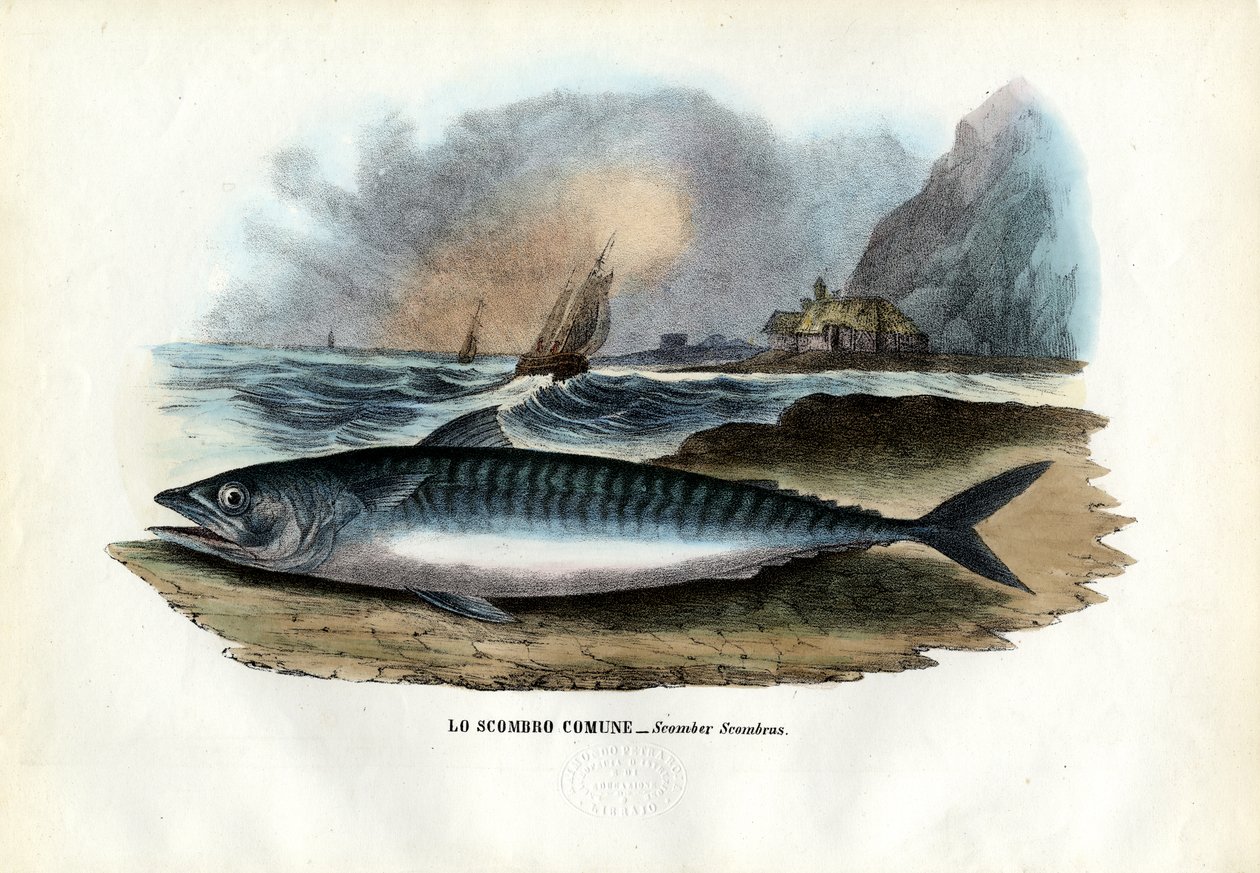 Atlantisk makrill, 1863-79 av Raimundo Petraroja