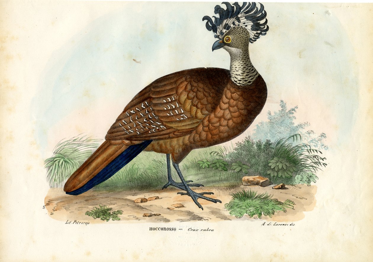Stora Curassow, 1863-79 av Raimundo Petraroja