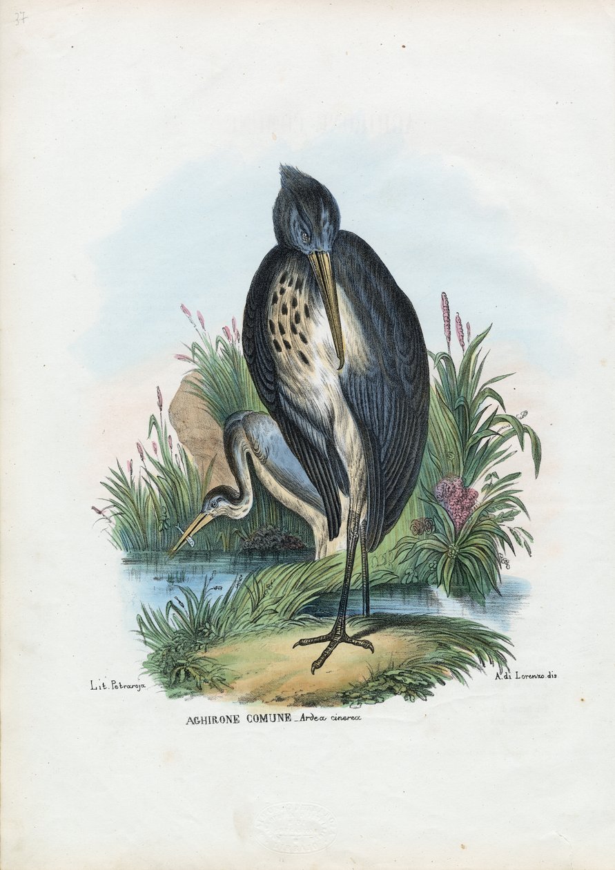 Gråhäger, 1863-79 av Raimundo Petraroja