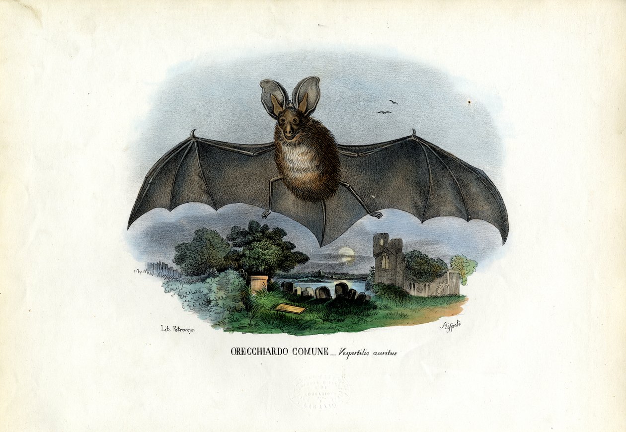 Grå långörad fladdermus, 1863-79 av Raimundo Petraroja